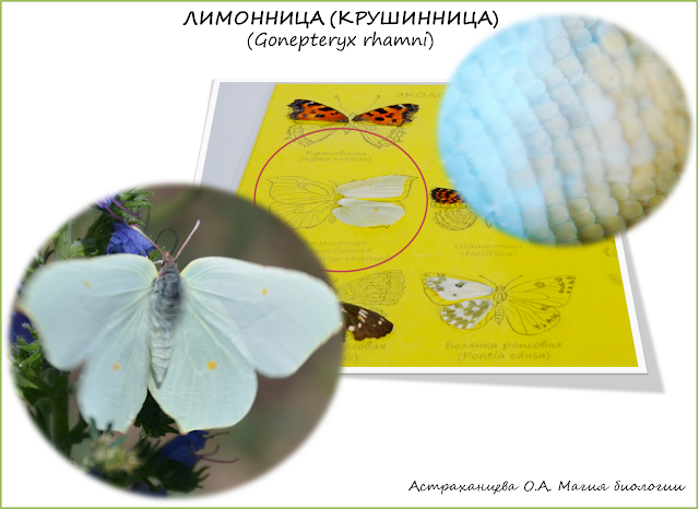 бабочка-лимонница-крыло-под-микроскопом-коллекция