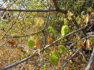 Box elder, Acer negundo, Soapberry Family (Sapindaceae), Rancho Santa Ana Botanic Garden