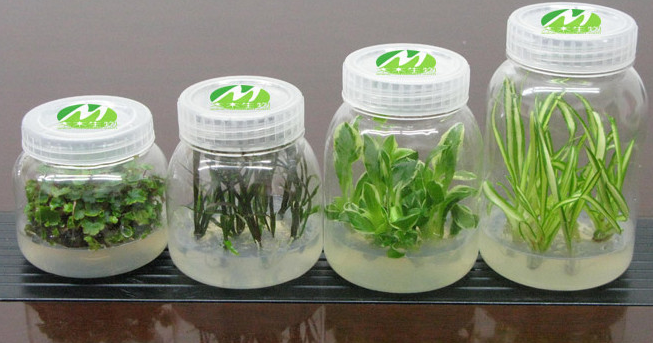 Hidroponik Vertikultur