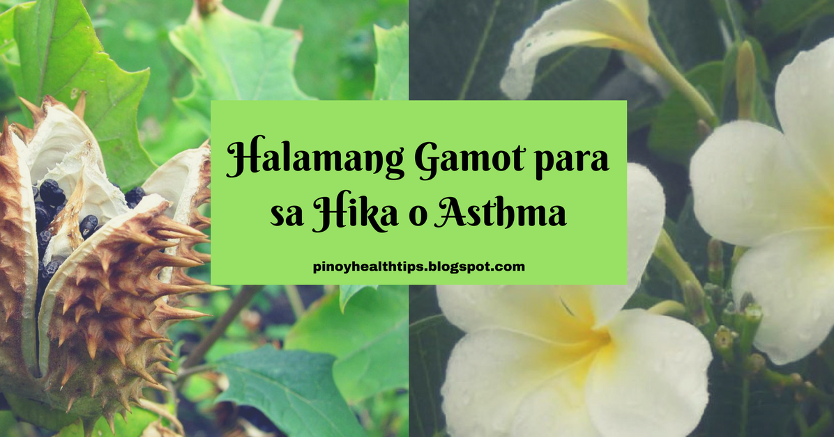 Halamang Gamot para sa Hika o Asthma