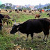 Sulawesi Tengah targetkan populasi ternak sapi 450.745 ekor