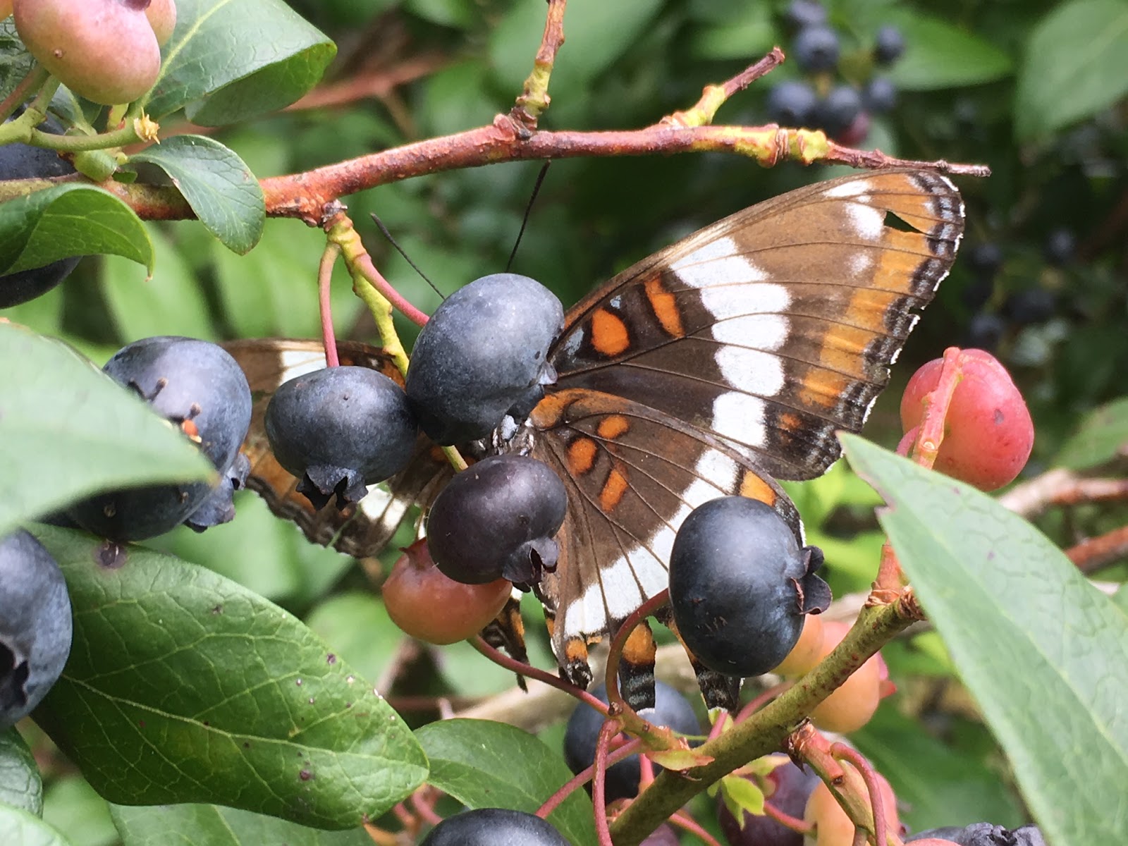 Ramblin' with AM The Mystery Butterfly of the Blueberries?
