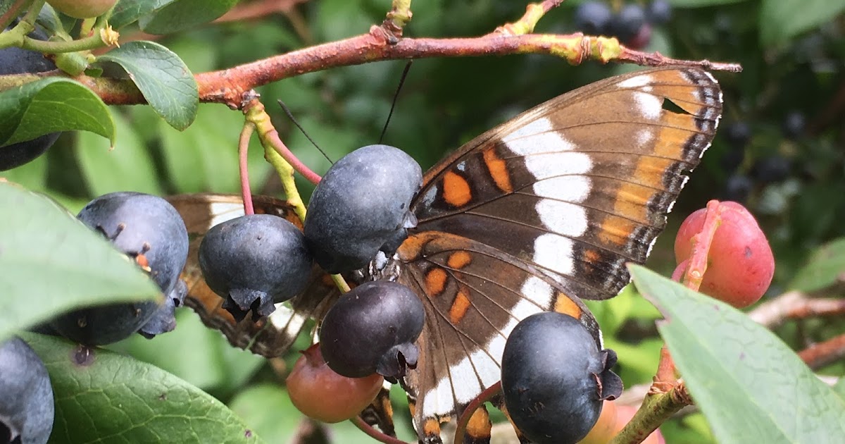 Ramblin' with AM The Mystery Butterfly of the Blueberries?