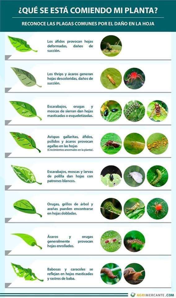 MIS BONSAIS ENFERMEDADES