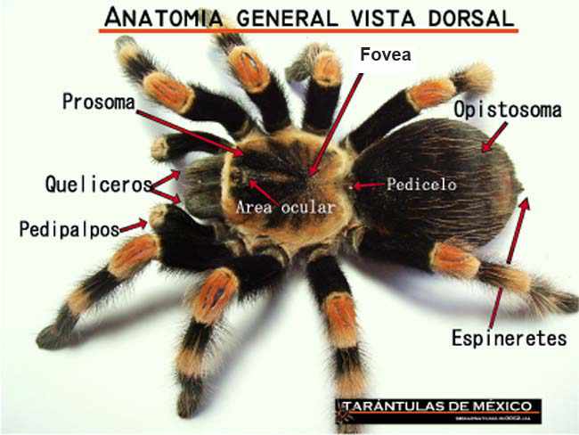 AGRO AMBIENTAL UNICOMFACAUCA ANGÉLICA CORDOBA: Invertebrados
