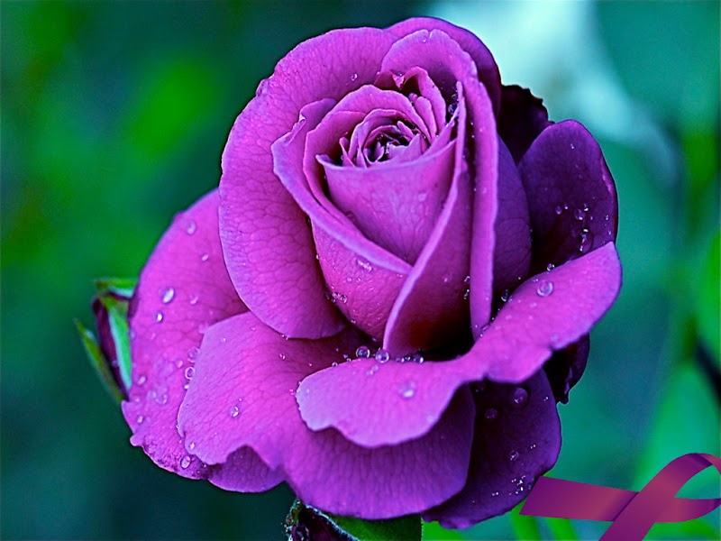 23+ Popular Ideas Purple Roses