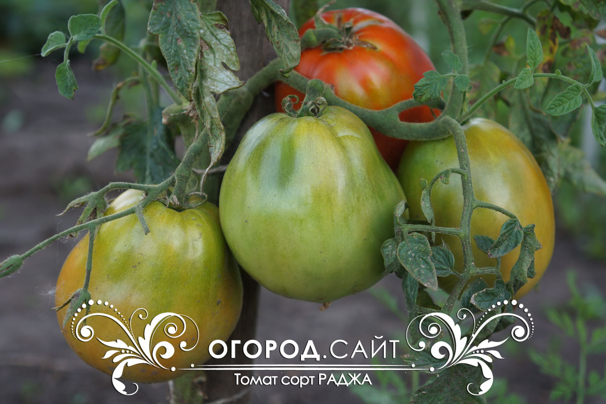 сорт томатов фитоус. сорт томата ослиные уши. раджа описание. помидор раджа описание сорта. томат раджа.