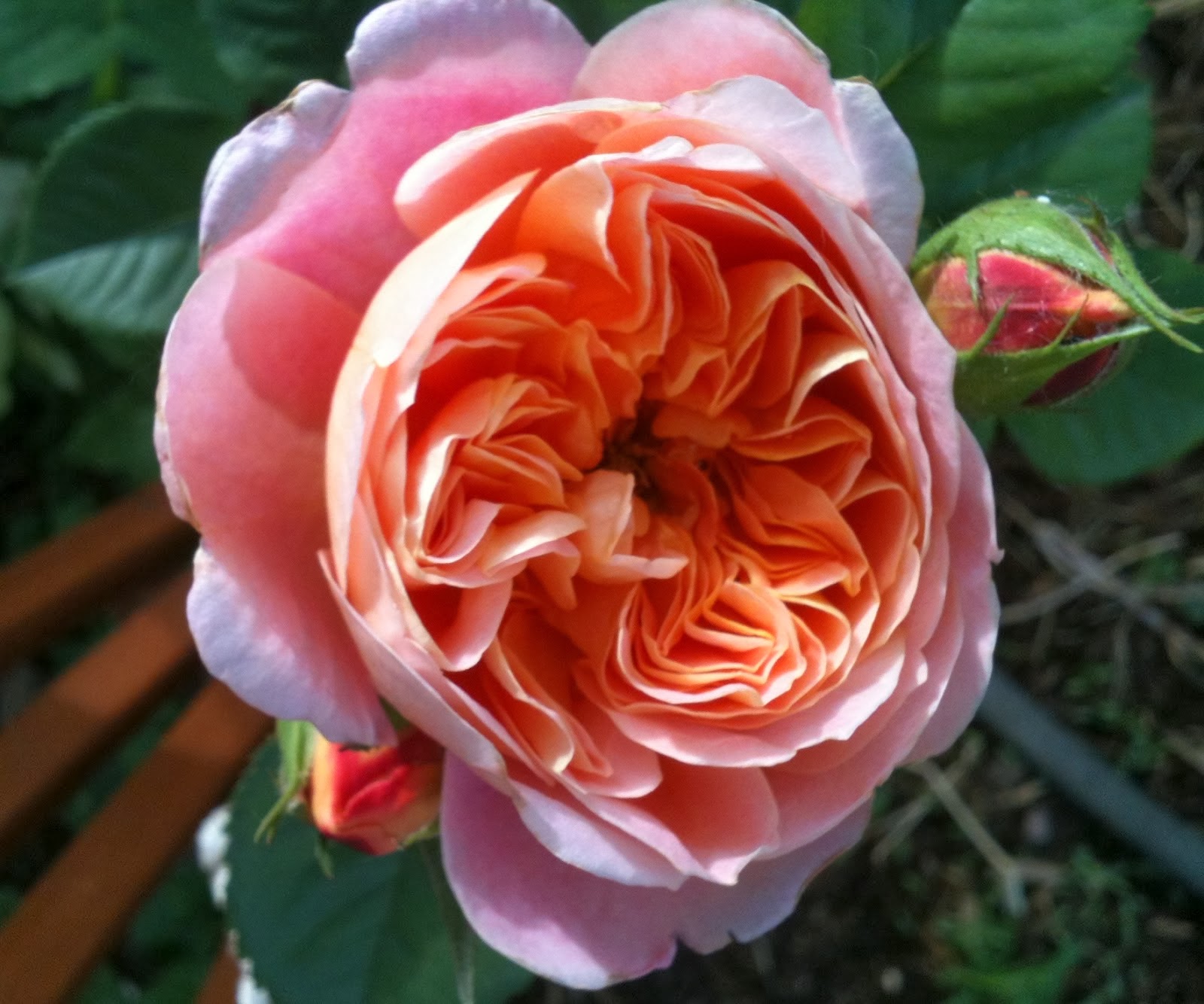 THE FLOWER GARDEN : Rose Types and Rose Varieties