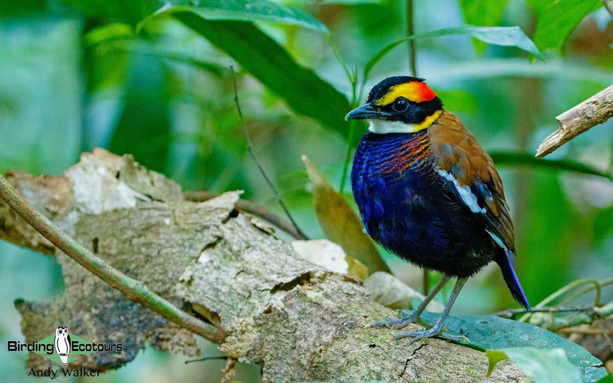 Malayan Banded Pitta