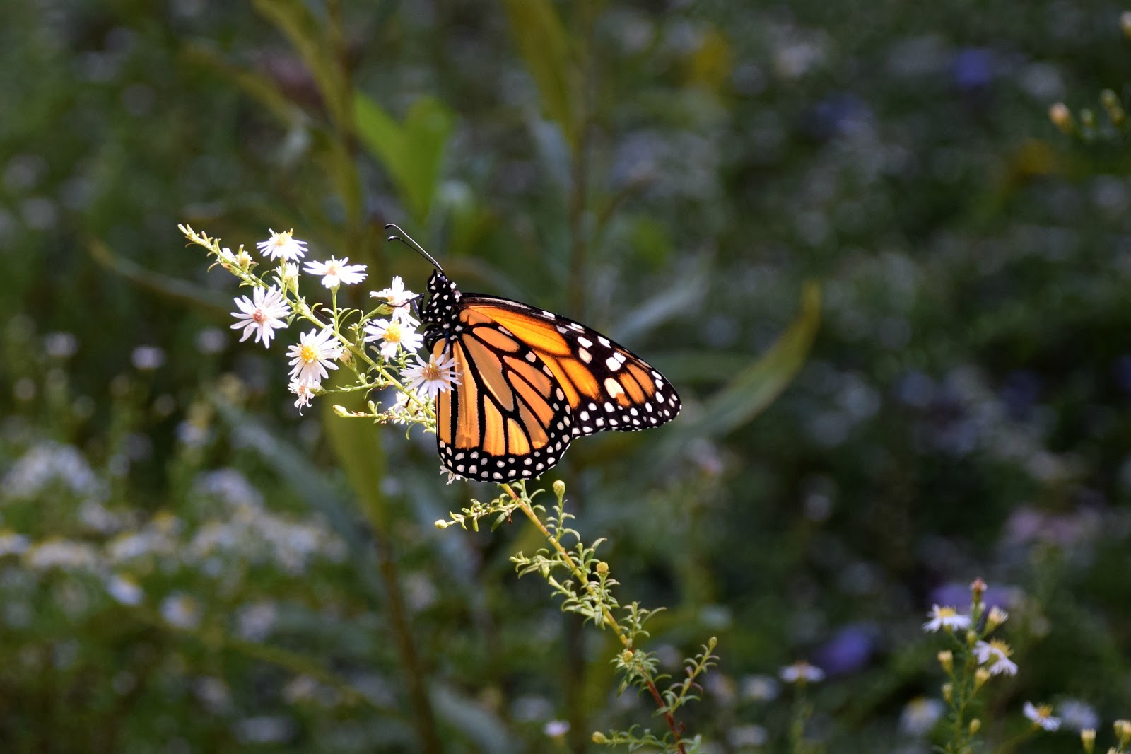 Using Native Plants Fall Nectar Plants for Monarch Butterflies