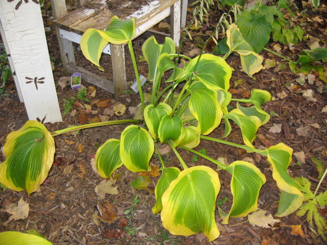When To Cut Hostas In The Fall
