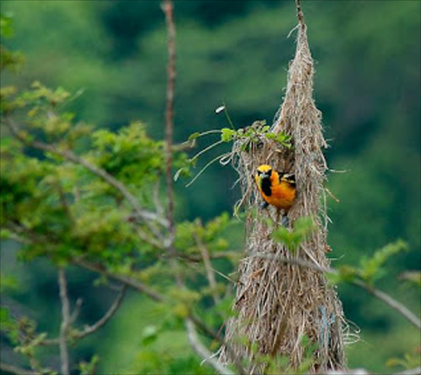 Bellas Aves de El Salvador: Icterus pectoralis (chiltota de pecho ...