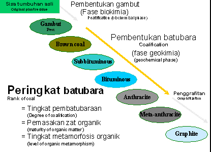 Proses Pembentukan Batubara ~ F Y O F A ~ T e c h