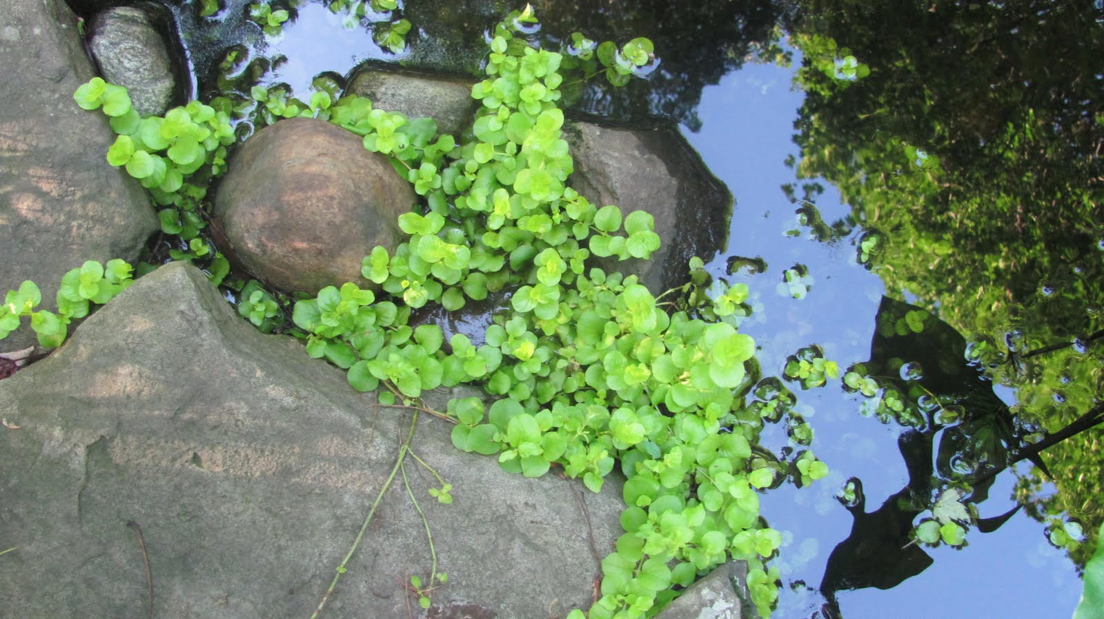 Say Say, Samkin and Lilypop: The Pond in Summer