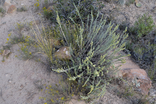 Парк окаменелых деревьев Эскаланте, Юта (Escalante Petrified Forest State Park)