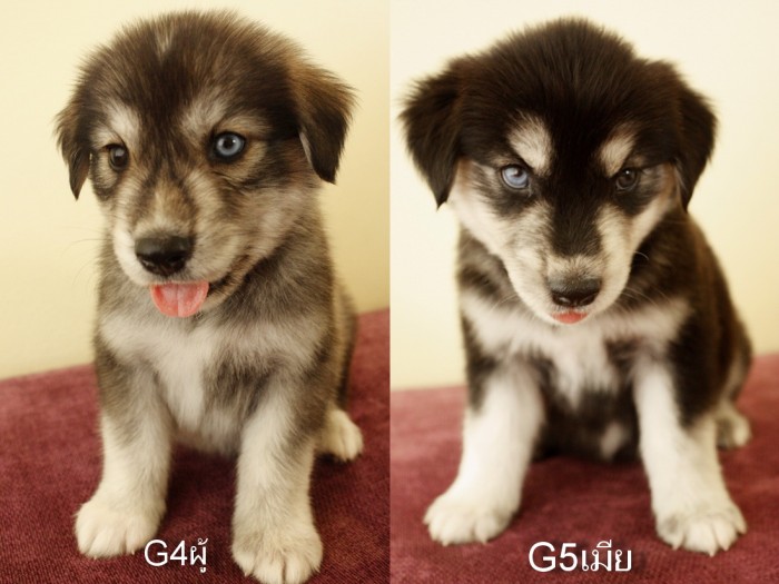 Cute DogsPets Golden Retriever and Husky Mix Puppies