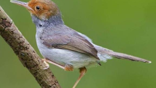 19+ Suara burung prenjak lumut betina terbaru