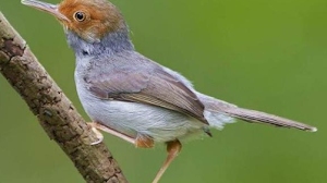 Download Suara Burung Prenjak Gacor Mp3 untuk Pikat