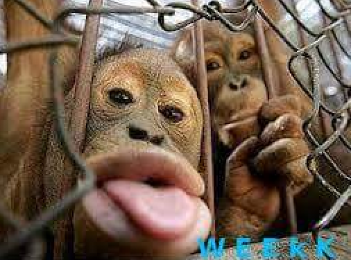 Monyet Centil Yang Di Hias Pewarna Bibir Dan Pewarna Alis Mata Monyet Yang Mengejek Dari Balik Besi Monyet Centil Yang Di Hias Pewarna Bibir Dan Pewarna Alis Mata Monyet Yang Mengejek Dari Balik Besi