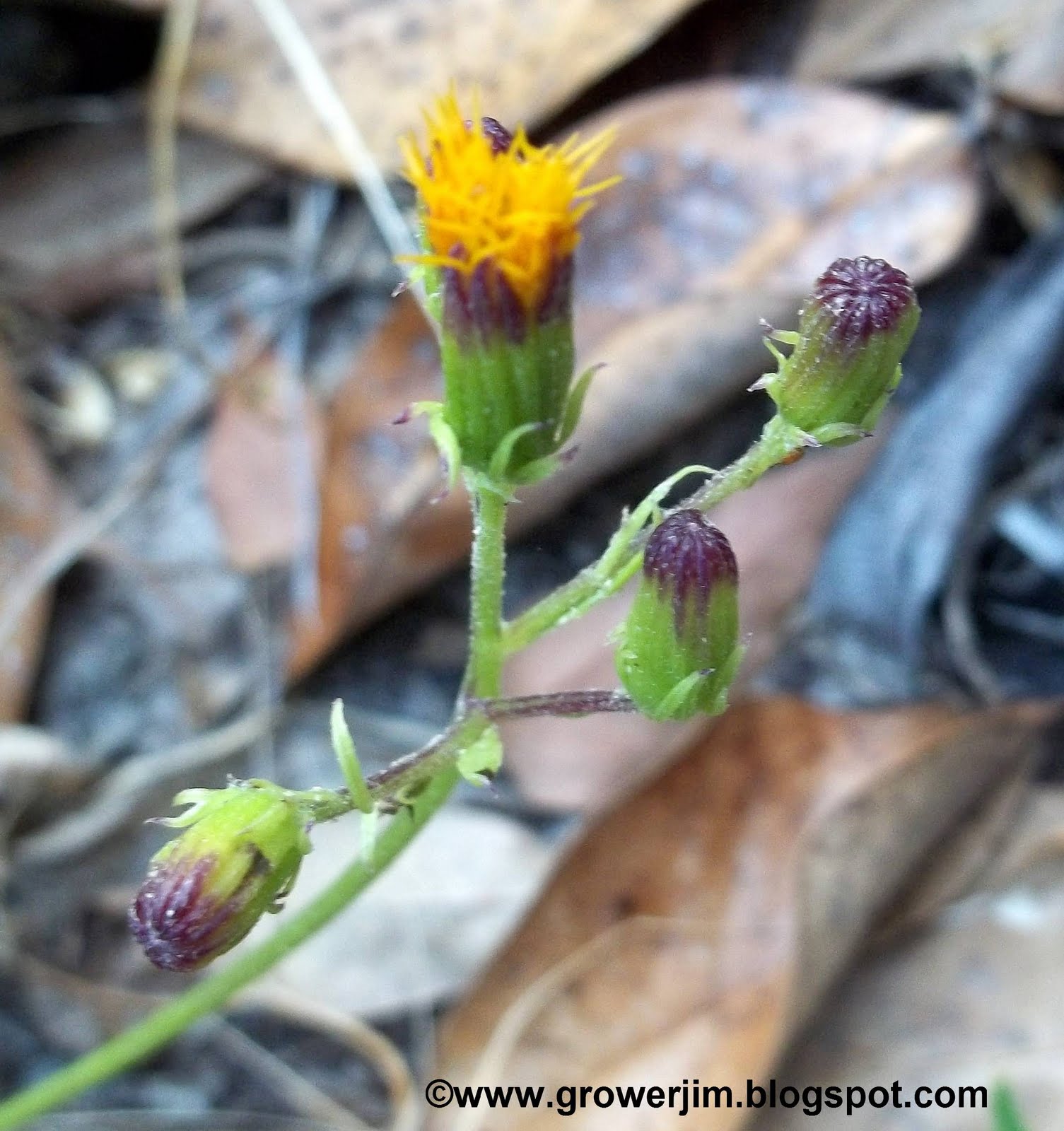 Garden Adventures Okinawa spinach (Gynura crepioides)