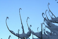snow on delicate branches silhouetted against a blue sky