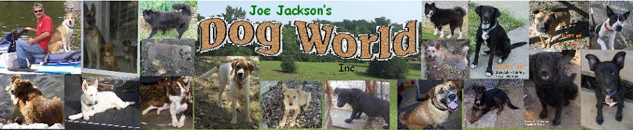 JOE JACKSON’S  DOG WORLD INC.