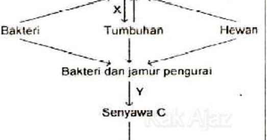 Pembahasan Soal Simulasi Ii Unbk Biologi Sma Soal No 28 Tahun 2017 2018 Blog Pak Pandani