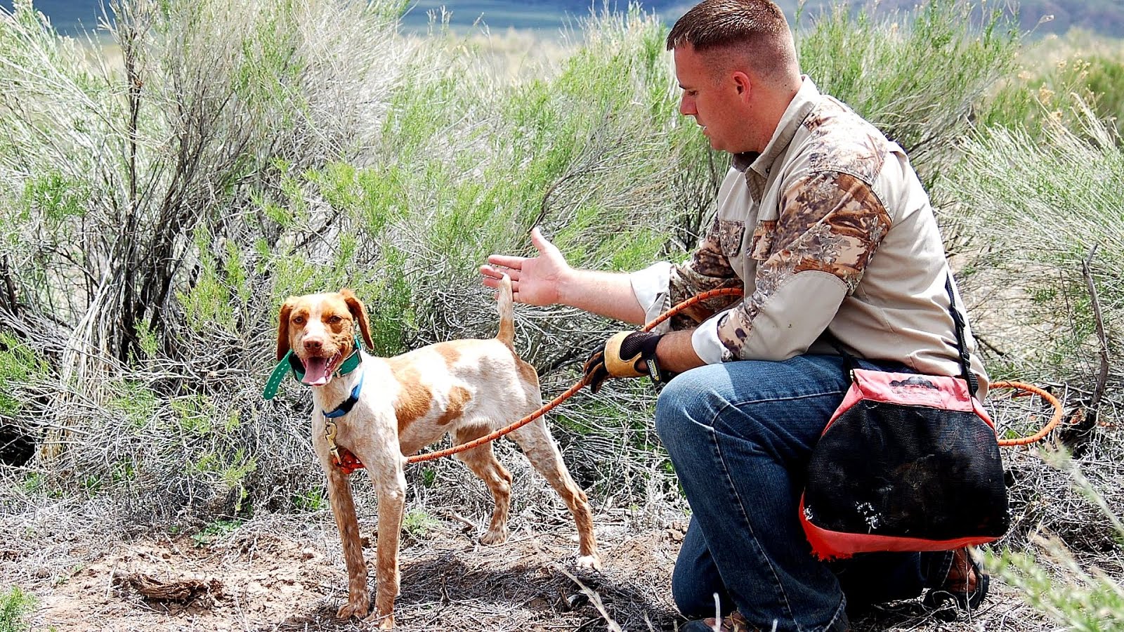 Gun Dog Trainers Dog Choices