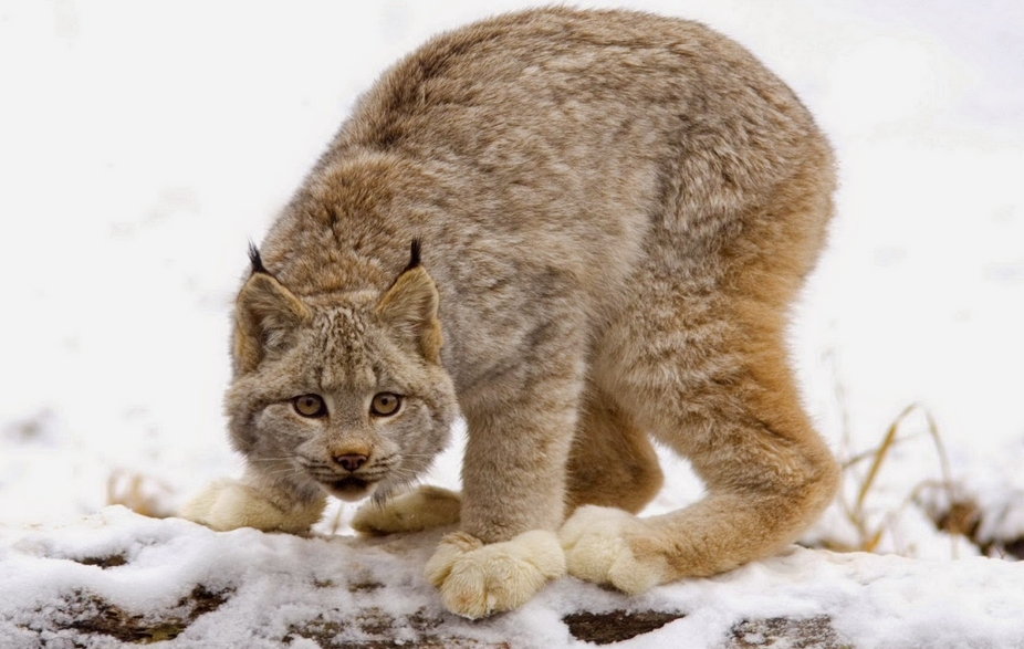 White Wolf Canadian Lynx And Their Amazing Big Paws (14 Pics)