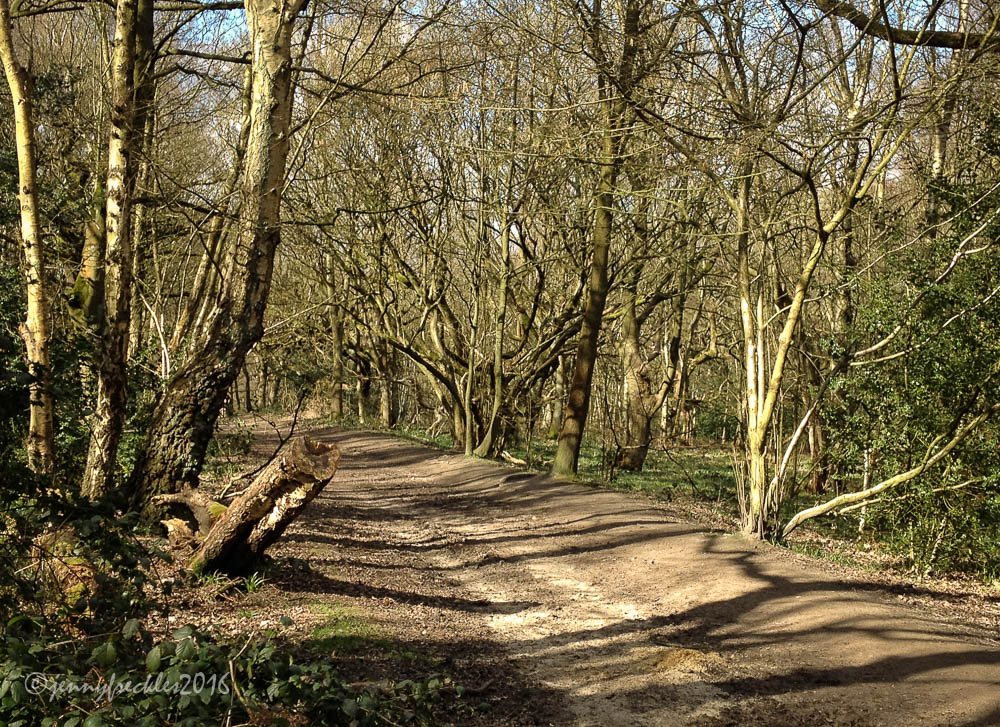 Saltaire Daily Photo Calverley walk 3