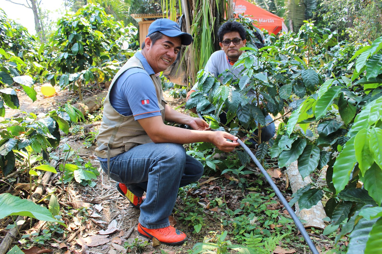 Instalan módulo de café con riego tecnificado en Comunidad de Balatal Localidad está ubicada en la