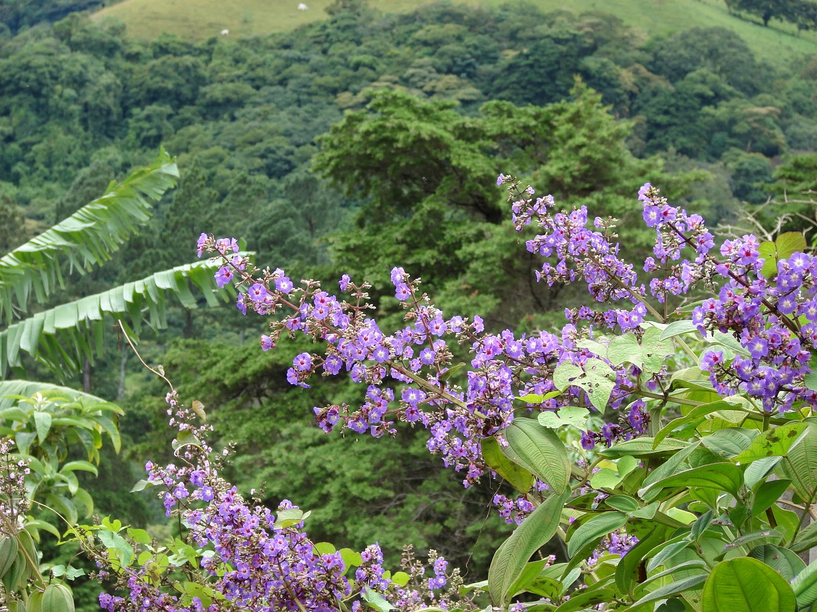 Paisajismo, pueblos y jardines: El concepto de Paisaje y su Calidad.
