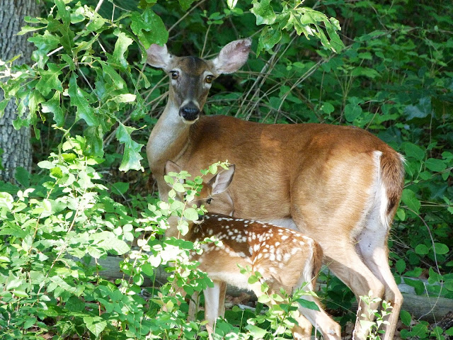 Deer and her fawn