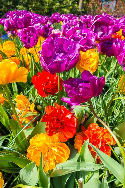 Keukenhof Gardens - Tulip Heaven in the Netherlands - a MUST if you are in Europe in the spring. The most amazing garden EVER! Keukenhof Gardens - Tulip Heaven in the Netherlands - a MUST if you are in Europe in the spring. The most amazing garden EVER!