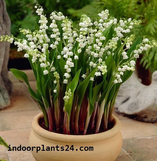 🤷INDOOR🤷CONVALLARIA MAJALIS Liliaceae LILY of the Valley Indoor Plant