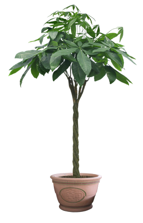 SKETCHUP TEXTURE: CUT OUT HOUSEPLANTS POT PLANTS