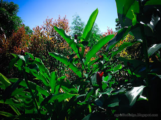 Fresh Green Leaves In The Morning Sunshine In The Garden At Tangguwisia Village, North Bali, Indonesia
