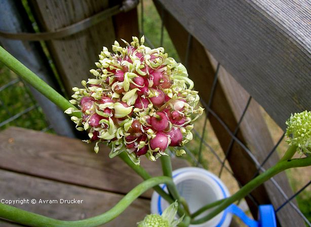 growing garlic from seed