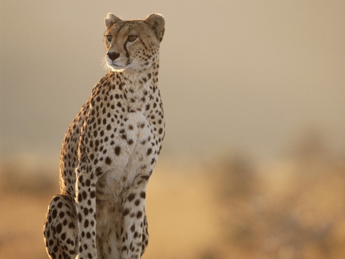 Cheetah - Information and Wallpapers