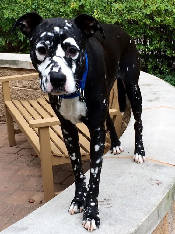 Perro con vitiligo