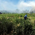 PF prende traficante que cultivava 75 mil pés de maconha em Pernambuco