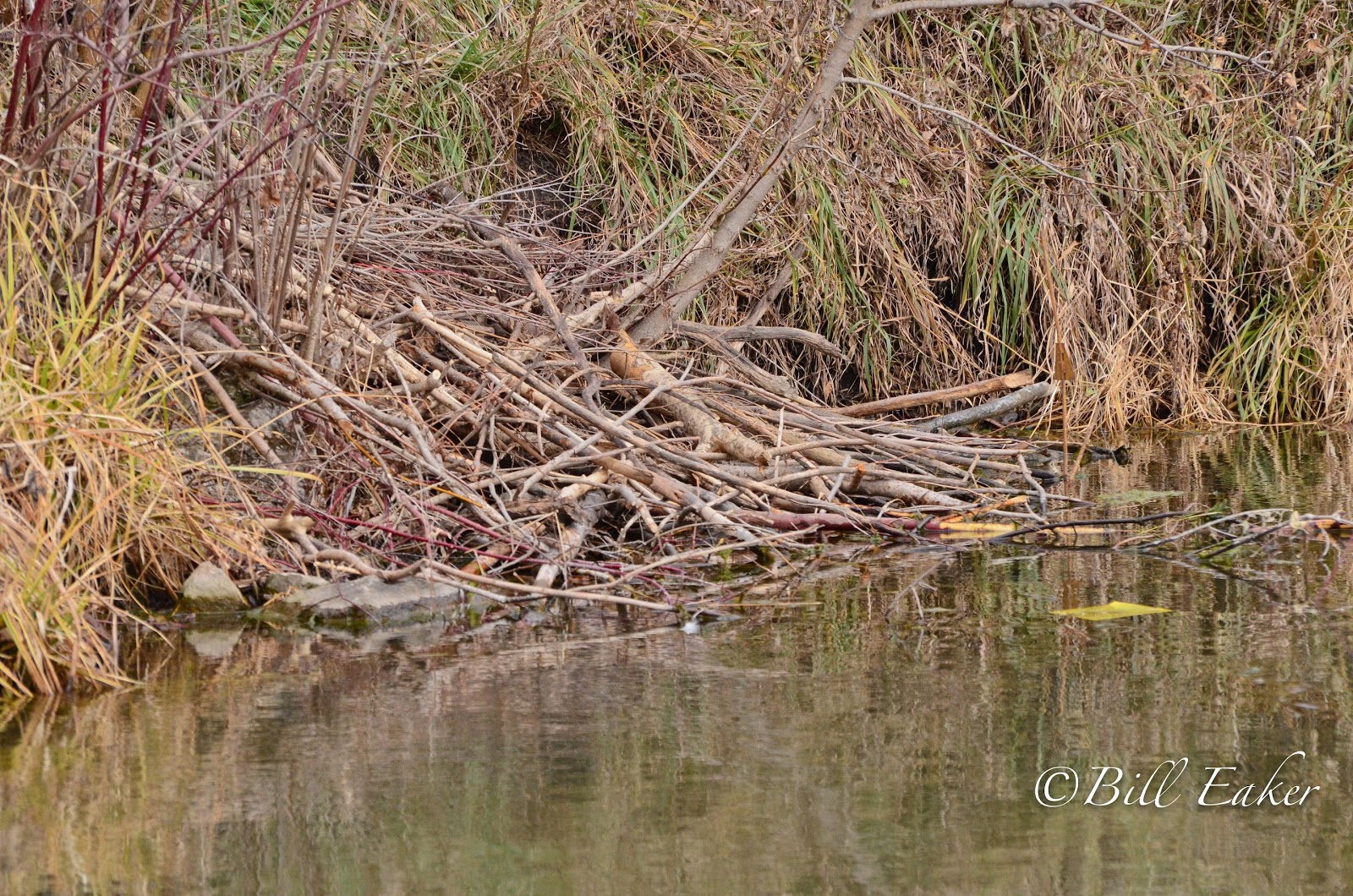 What Does The Inside Of A Beaver Den Look Like? 1F0