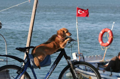 Dog%2BIs%2BDriving%2BBicycle.jpg