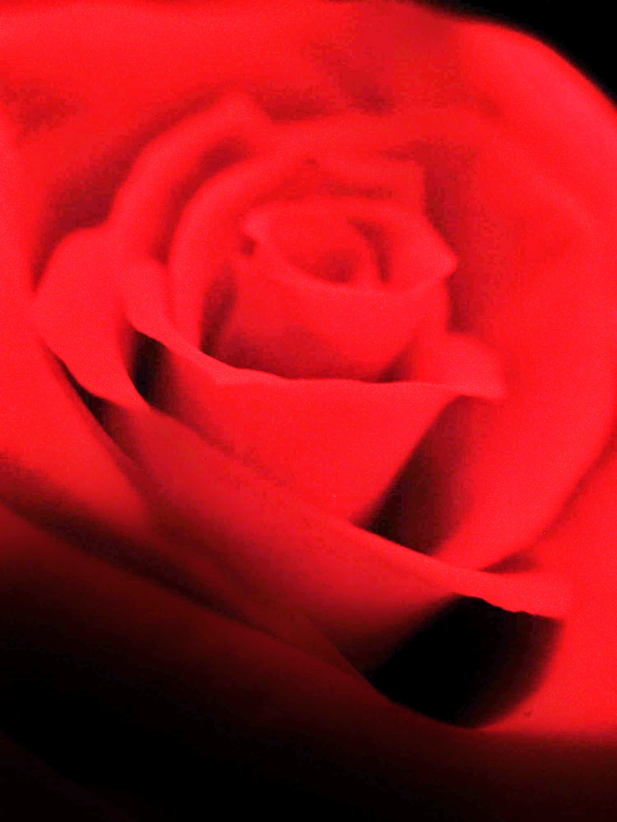 photo of Rose