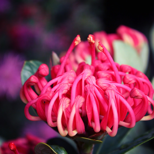 Swallows Nest Farm November Flowers