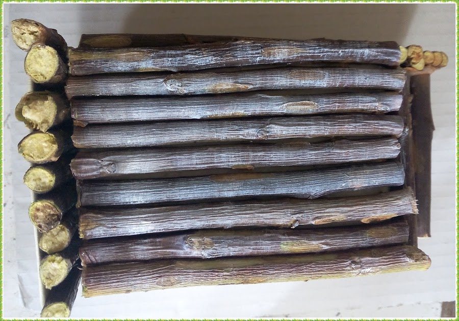 pincel-seco-sobre-ramas