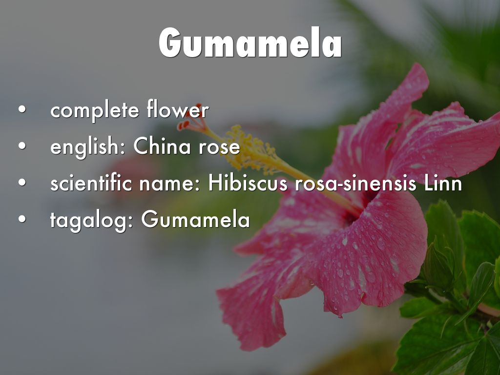 Parts Of Gumamela Flower With Label And Functions Foo vrogue.co