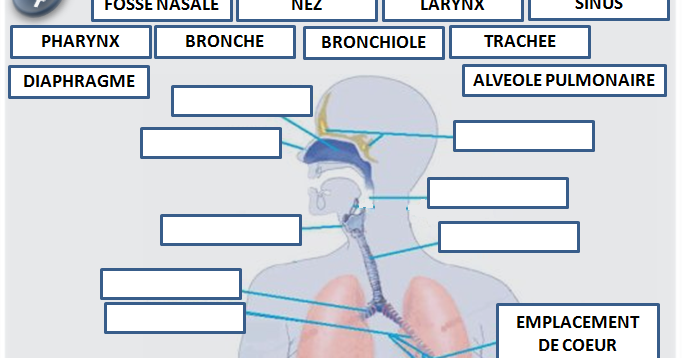 QCM-CONCOURS-GRATUITS: Schéma à légender n°4 - appareil respiratoire