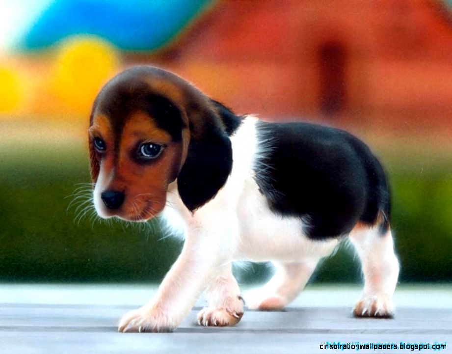 Cute Beagle Puppy