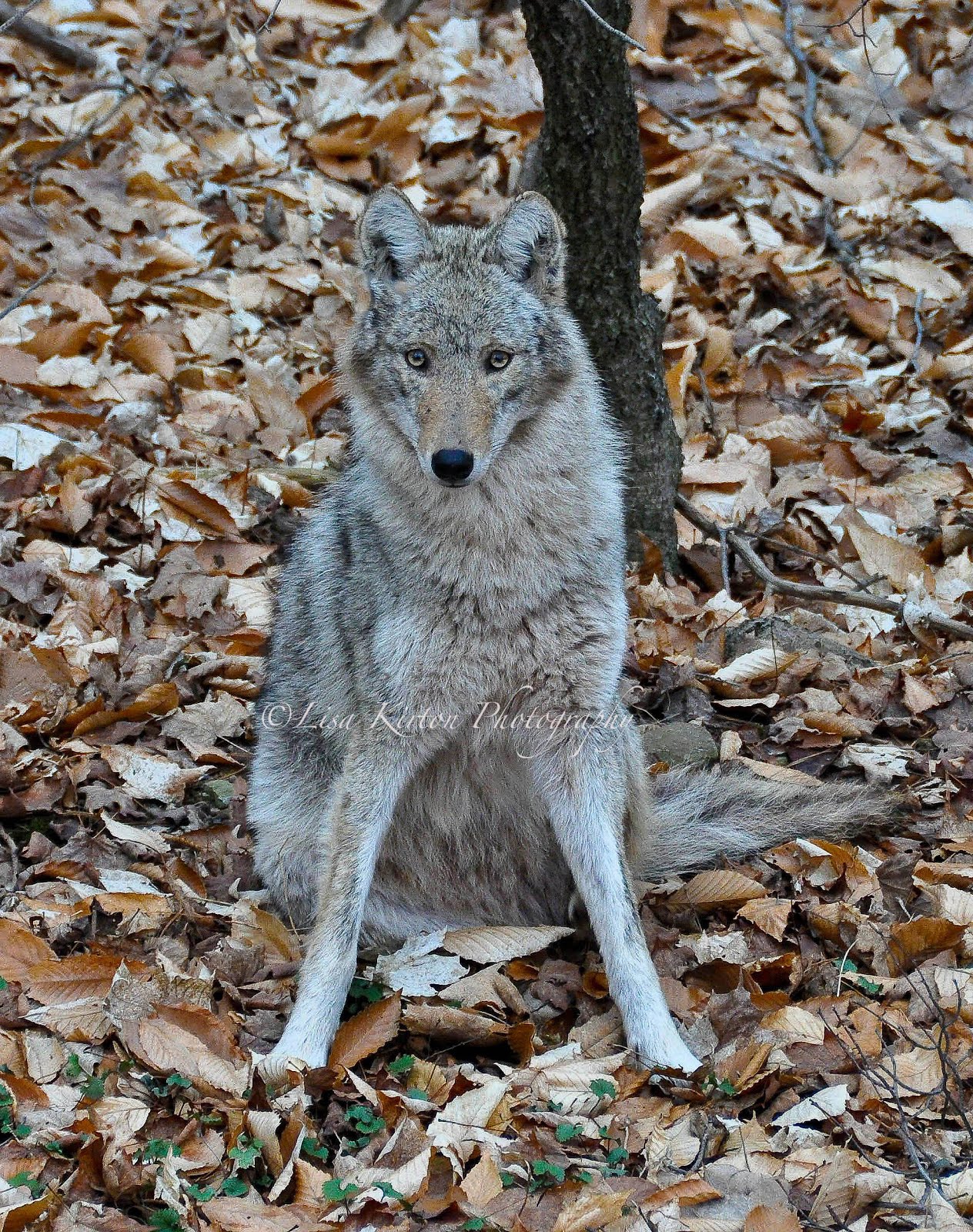 Look Into My Eyes - Coywolf Posing For Me